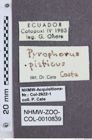 Etikette zu Pyrophorus pisticus (NHMW-ZOO-COL-0010839)